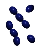 gram positive ovoid cocci